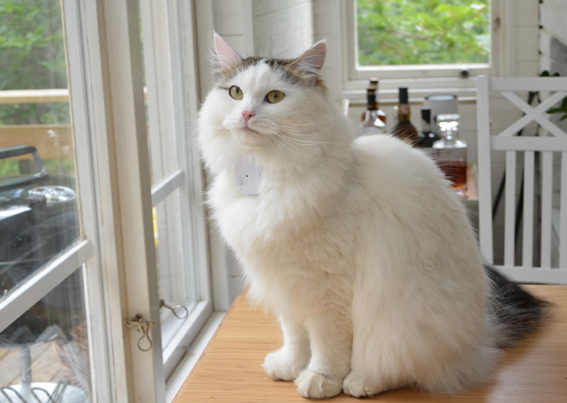 Sibirisk katt Castor